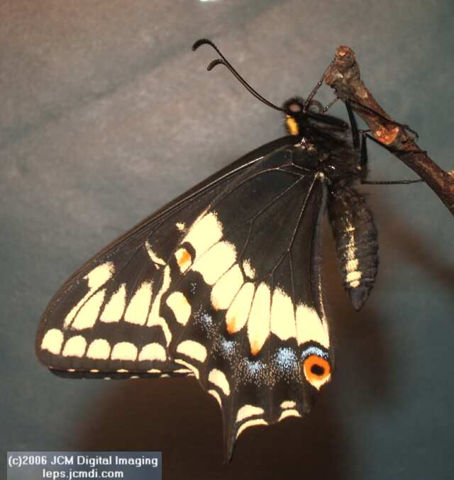 Phyllis' Indra Swallowtail (Papilio indra phyllisae) rearing and life cycle images