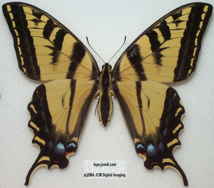 Western Tiger Swallowtail (Papilio rutulus)