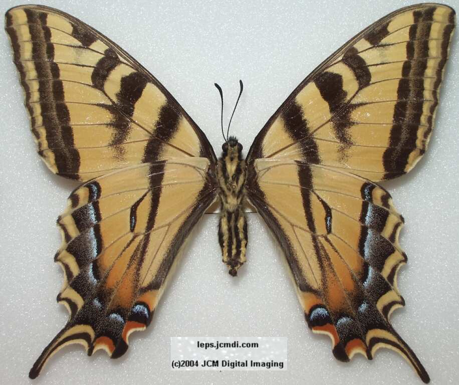 Western Tiger Swallowtail (Papilio rutulus)