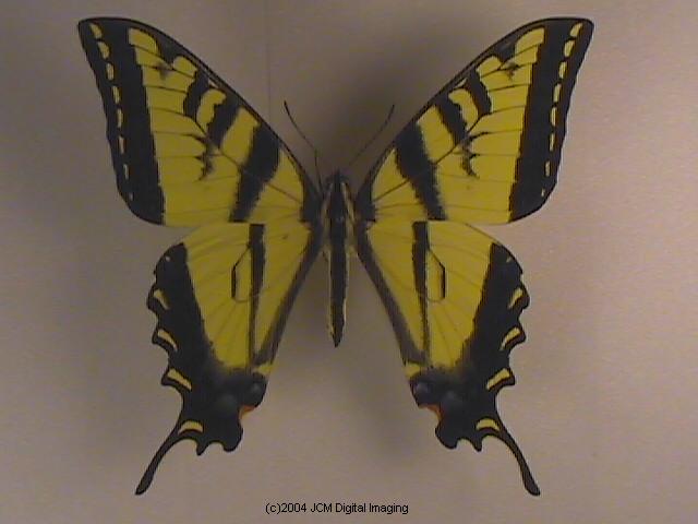 Western Tiger Swallowtail (Papilio rutulus)