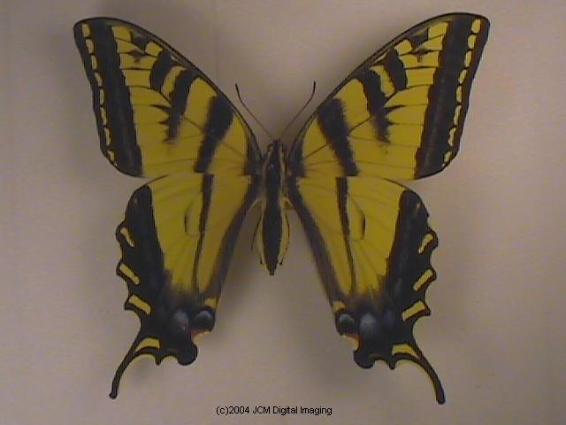 Western Tiger Swallowtail (Papilio rutulus)
