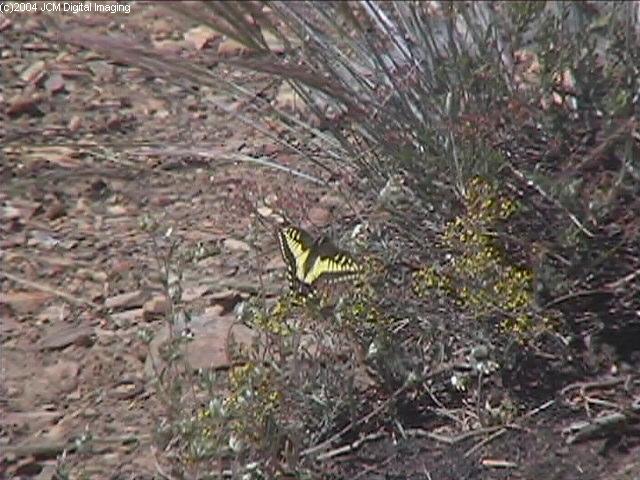Papilio zelicaon (Anise Swallowtail) Life Cycle JCMDI image