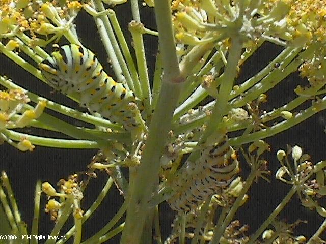 Papilio zelicaon (Anise Swallowtail) Life Cycle JCMDI image