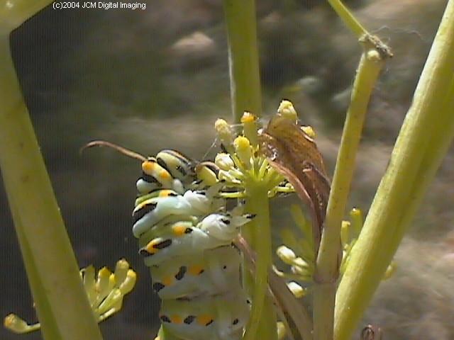 Papilio zelicaon (Anise Swallowtail) Life Cycle JCMDI image