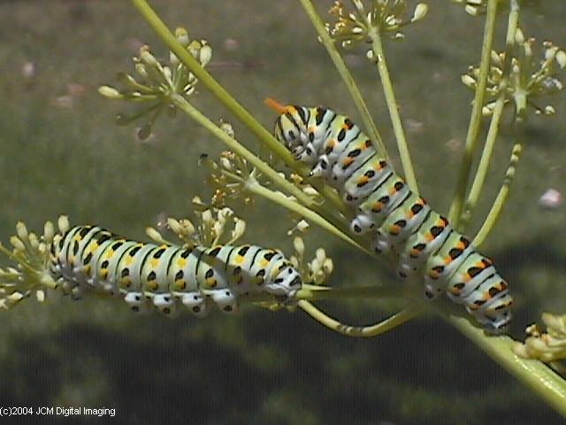 Papilio zelicaon (Anise Swallowtail) Life Cycle JCMDI image