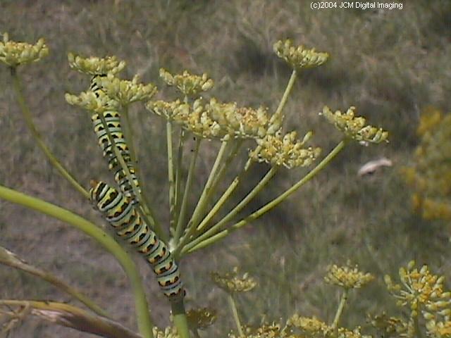Papilio zelicaon (Anise Swallowtail) Life Cycle JCMDI image