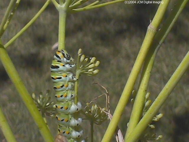Papilio zelicaon (Anise Swallowtail) Life Cycle JCMDI image