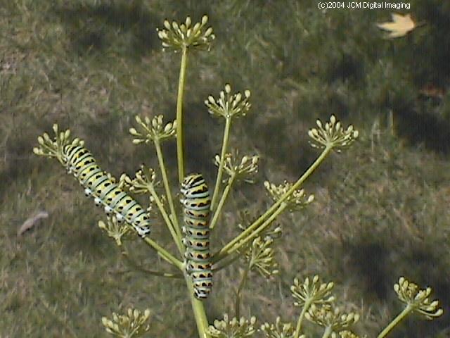 Papilio zelicaon (Anise Swallowtail) Life Cycle JCMDI image
