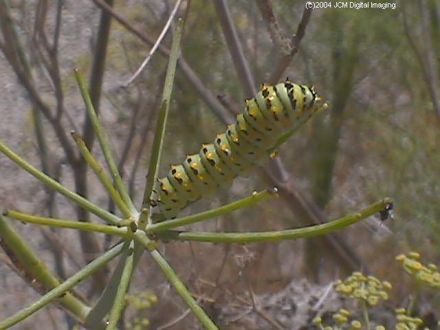 Papilio zelicaon (Anise Swallowtail) Life Cycle JCMDI image