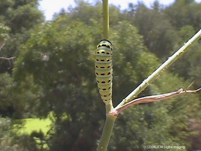 Papilio zelicaon (Anise Swallowtail) Life Cycle JCMDI image