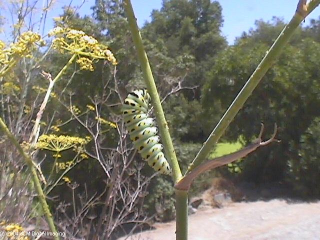 Papilio zelicaon (Anise Swallowtail) Life Cycle JCMDI image