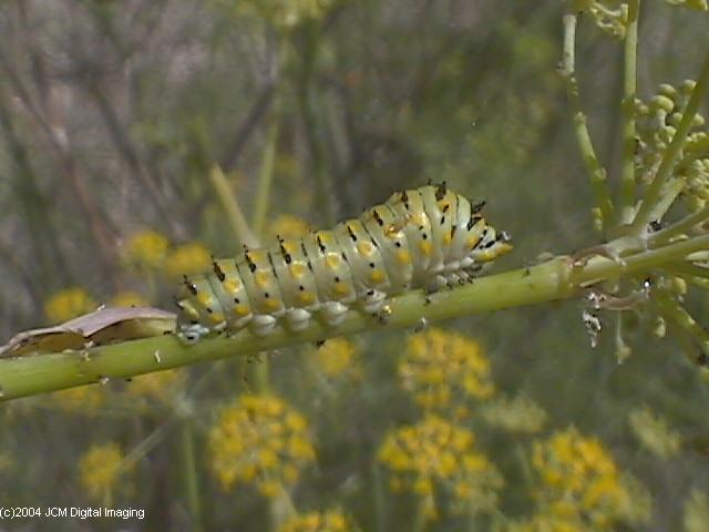 Papilio zelicaon (Anise Swallowtail) Life Cycle JCMDI image