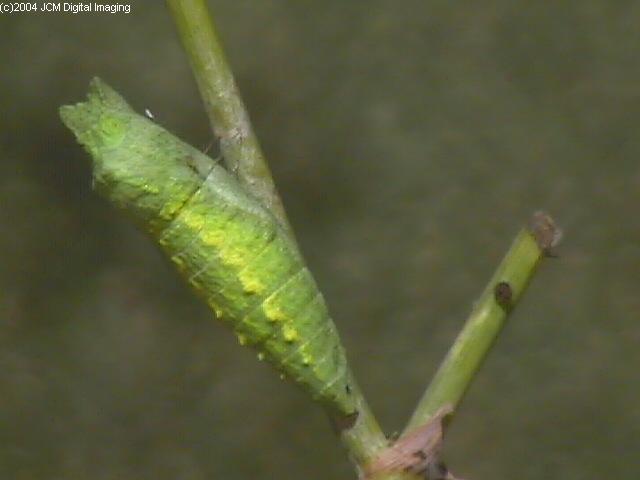 Papilio zelicaon (Anise Swallowtail) Life Cycle JCMDI image