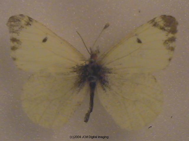 Anthocaris lanceolata australis (Grey Marble) Life Cycle image JCMDI.COM 