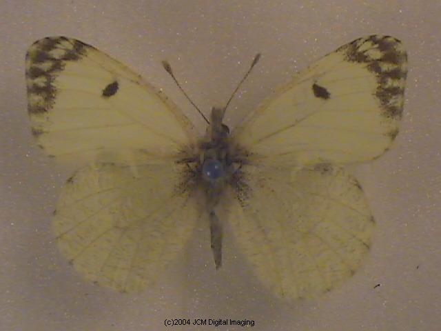 Anthocaris lanceolata australis (Grey Marble) Life Cycle image JCMDI.COM 