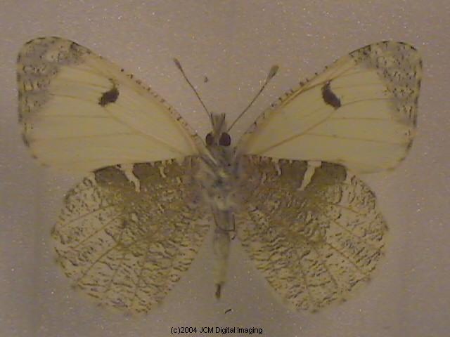 Anthocaris lanceolata australis (Grey Marble) Life Cycle image JCMDI.COM 