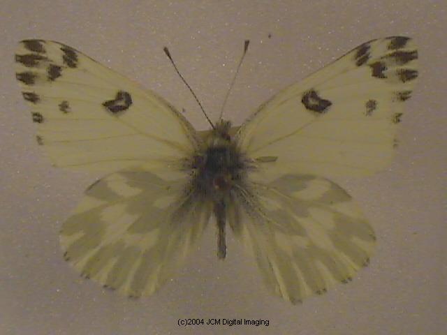 Pieris beckerii (Becker's White) Life Cycle image JCMDI.COM 