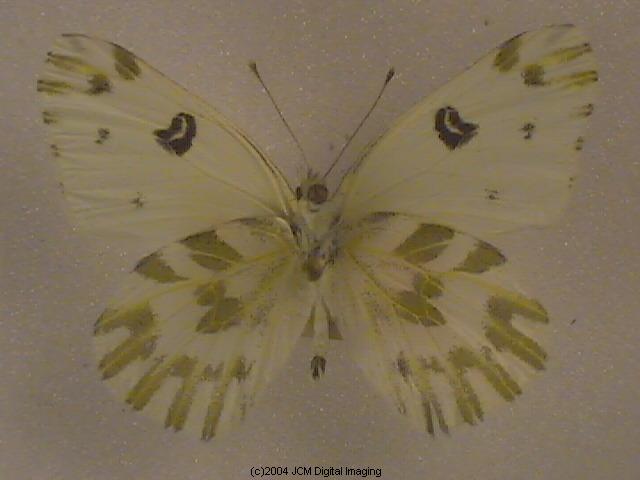 Pieris beckerii (Becker's White) Life Cycle image JCMDI.COM 