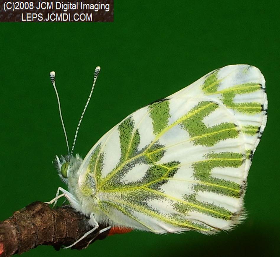 Becker's White Butterfly (Pieris beckerii) freshly-emerged adult