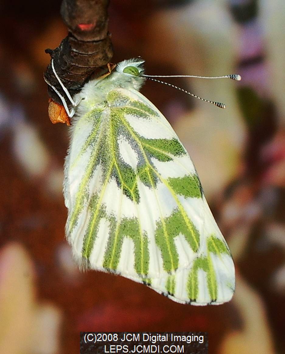 Becker's White Butterfly (Pieris beckerii) freshly-emerged adult