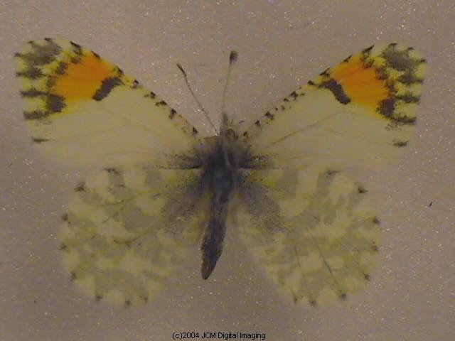 Anthocaris cethura (Desert Orange Tip) Life Cycle image JCMDI.COM 