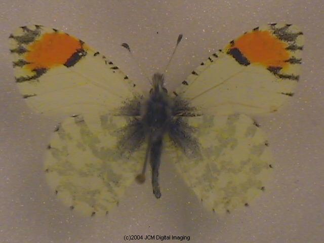 Anthocaris cethura (Desert Orange Tip) Life Cycle image JCMDI.COM 