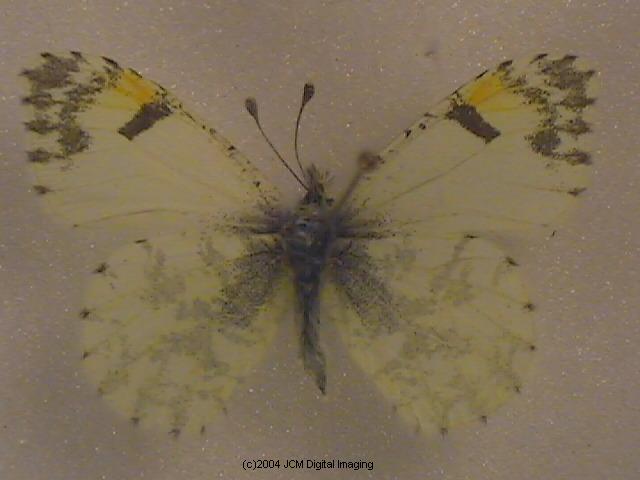 Anthocaris cethura (Desert Orange Tip) Life Cycle image JCMDI.COM 