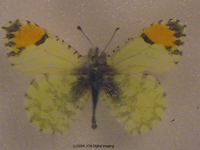 Anthocaris cethura (Desert Orange Tip) Life Cycle image JCMDI.COM 