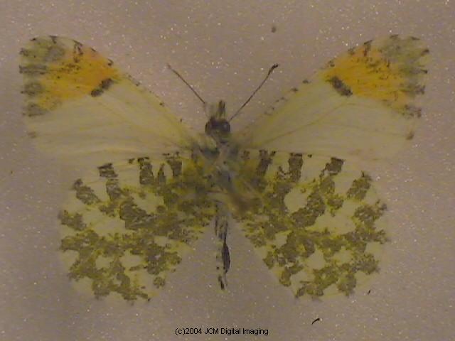 Anthocaris cethura (Desert Orange Tip) Life Cycle image JCMDI.COM 