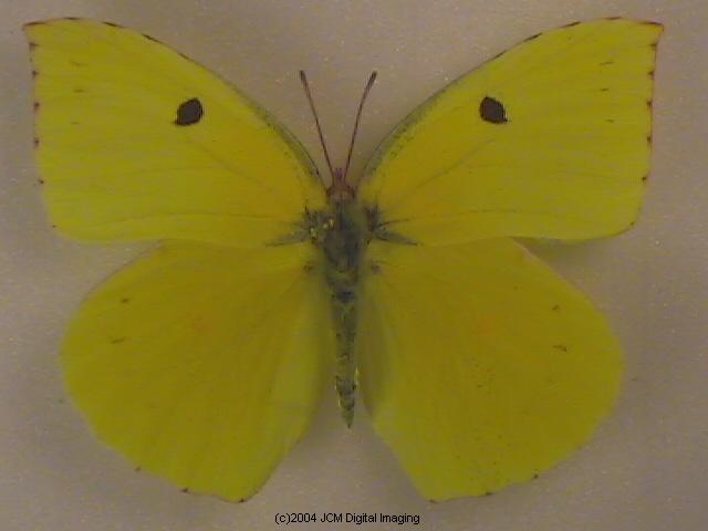 California Dogface (Zerene eurydice) image, (C)JCMDI.COM