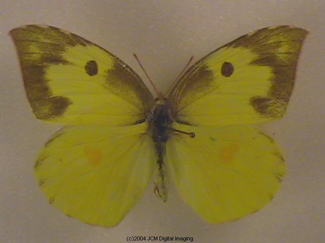 California Dogface (Zerene eurydice) image, (C)JCMDI.COM