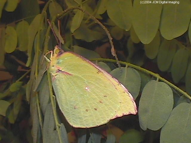 California Dogface (Zerene eurydice) image, (C)JCMDI.COM