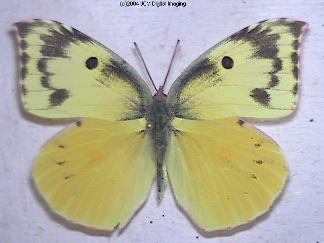 California Dogface (Zerene eurydice) image, (C)JCMDI.COM