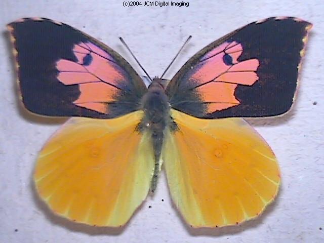California Dogface (Zerene eurydice) image, (C)JCMDI.COM