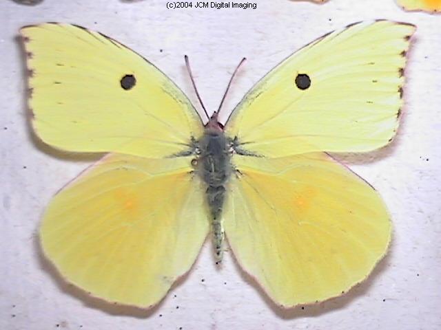 California Dogface (Zerene eurydice) image, (C)JCMDI.COM