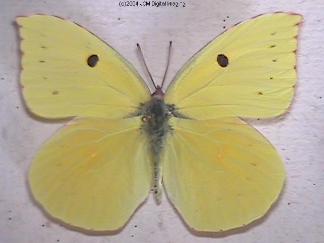 California Dogface (Zerene eurydice) image, (C)JCMDI.COM