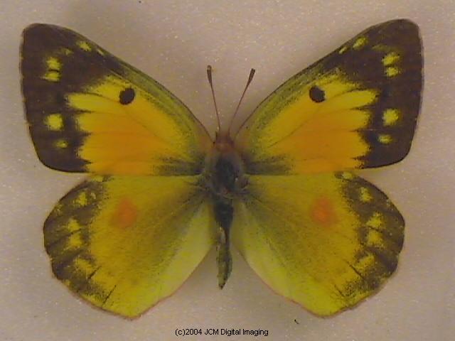 Colias eurytheme (Orange Sulphur) Life Cycle image JCMDI.COM 