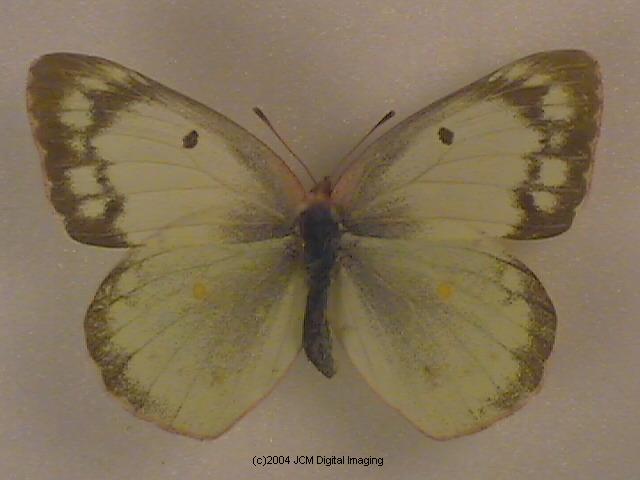 Colias eurytheme (Orange Sulphur) Life Cycle image JCMDI.COM 