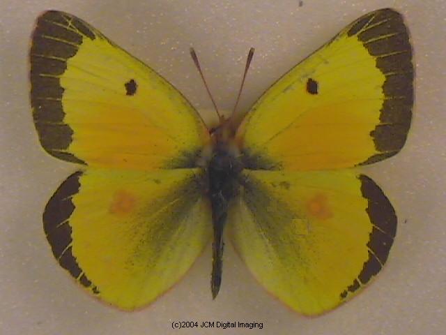 Colias eurytheme (Orange Sulphur) Life Cycle image JCMDI.COM 