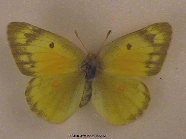 Colias eurytheme (Orange Sulphur) Life Cycle image JCMDI.COM 
