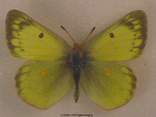 Colias eurytheme (Orange Sulphur) Life Cycle image JCMDI.COM 