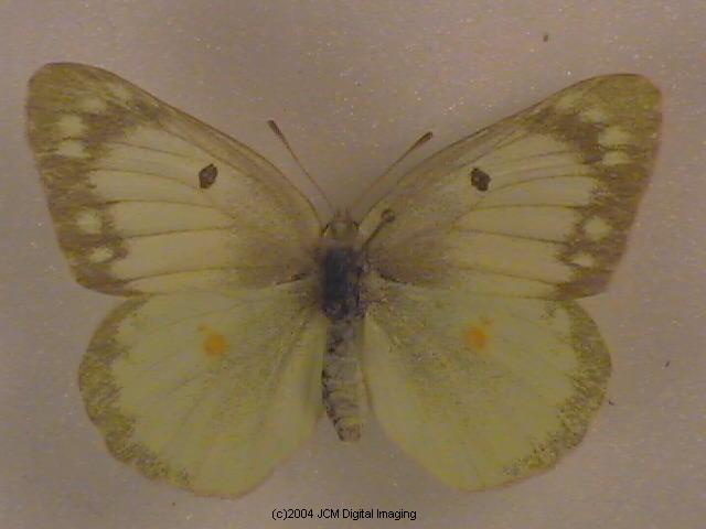 Colias eurytheme (Orange Sulphur) Life Cycle image JCMDI.COM 