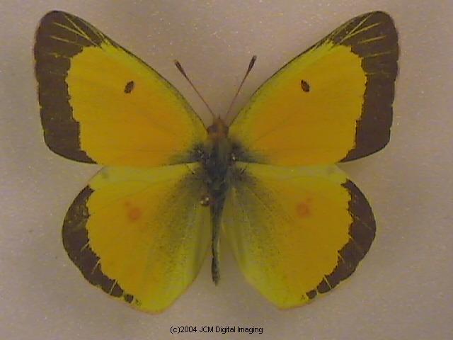 Colias eurytheme (Orange Sulphur) Life Cycle image JCMDI.COM 
