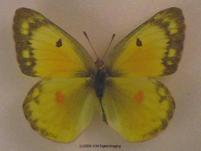 Colias eurytheme (Orange Sulphur) Life Cycle image JCMDI.COM 