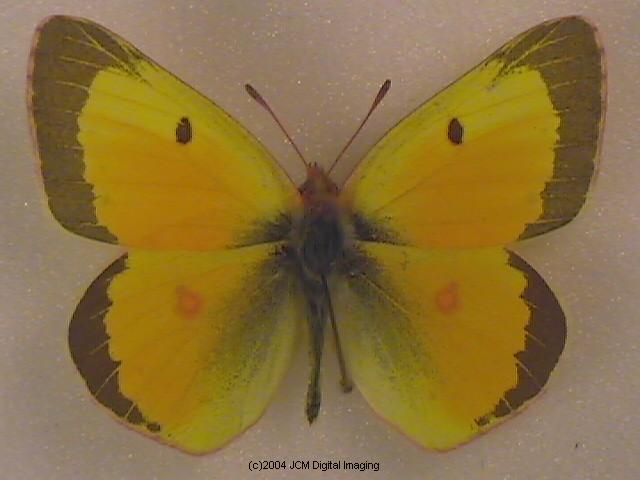 Colias eurytheme (Orange Sulphur) Life Cycle image JCMDI.COM 