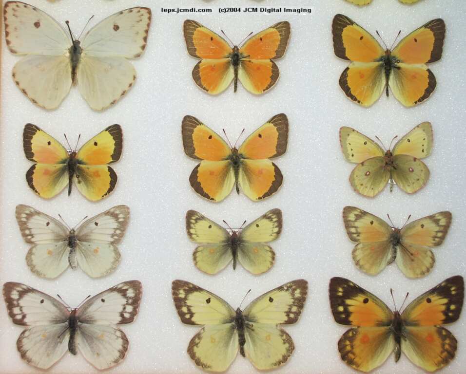 Colias eurytheme (Orange Sulphur) Life Cycle image JCMDI.COM 