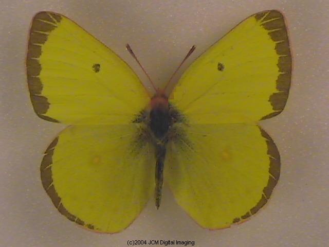 Colias harfordii (Harford's Sulphur) Life Cycle image JCMDI.COM 