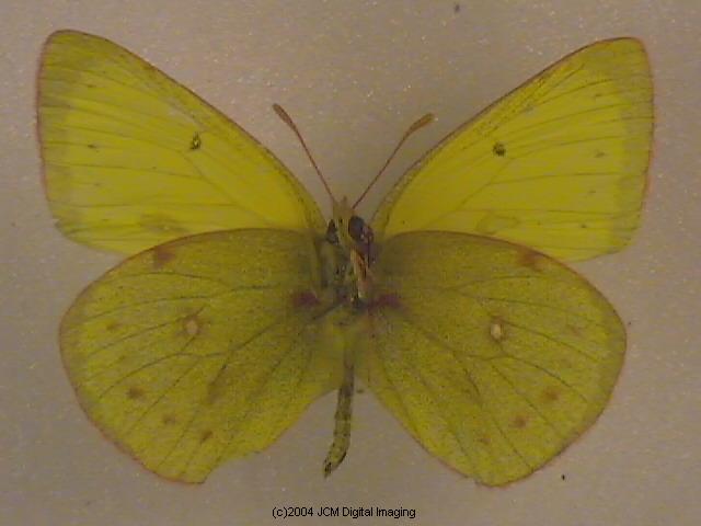 Colias harfordii (Harford's Sulphur) Life Cycle image JCMDI.COM 
