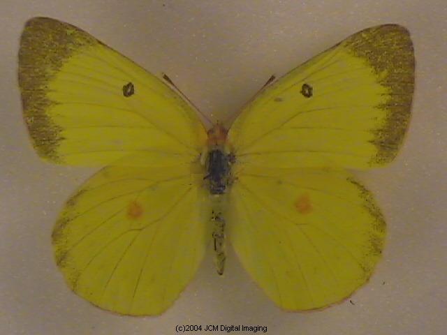 Colias harfordii (Harford's Sulphur) Life Cycle image JCMDI.COM 
