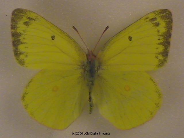 Colias harfordii (Harford's Sulphur) Life Cycle image JCMDI.COM 